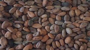 خرید دانه خام کاکائو
