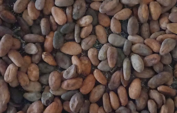 دانه خام کاکائو